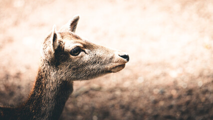young deer outdoor brown nature