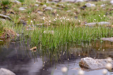 Beautiful grass with white blossoms at a pond in the alpine mountains