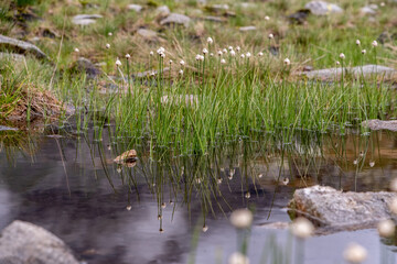 Fototapeta na wymiar Beautiful grass with white blossoms at a pond in the alpine mountains