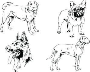 vector drawings sketches pedigree dogs and cats  drawn in ink by hand , objects with no background