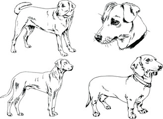 vector drawings sketches pedigree dogs and cats  drawn in ink by hand , objects with no background