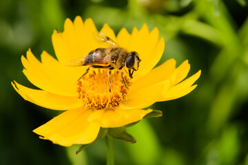 Aphid flies and bees forage for honey on flowers