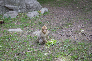 monkey zoo primate park makake