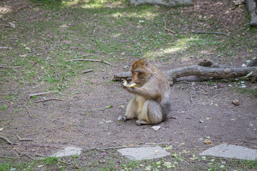 monkey zoo primate park makake