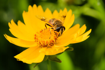 Aphid flies and bees forage for honey on flowers