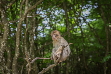 monkey zoo primate park makake