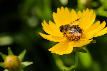 Aphid flies and bees forage for honey on flowers