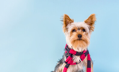 Portrait of smilling Small dog Yorkshire Terrier with a stylish scarf and copy space for adoption pet banner
