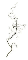 A dry twisted branch hand drawn in watercolor isolated on a white background. Watercolor illustration.