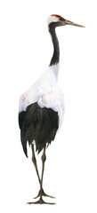 A Japanese crane hand drawn in watercolor isolated on a white background. Watercolor illustration.