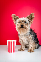 Cinema banner concept. Portrait of smilling Small dog Yorkshire Terrier watching a movie in the cinema and eating popcorn