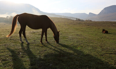 Fototapeta na wymiar Horse and foal graze freely in the early morning on a meadow on a high mountain hill