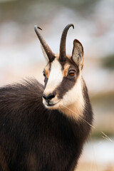 Portrait of tatra chamois, rupicapra rupicapra tatrica, looking in wintertime nature. Wild goat watching in snowy environment in vertical shot. Head of horned mammal staring in wilderness in close-up.