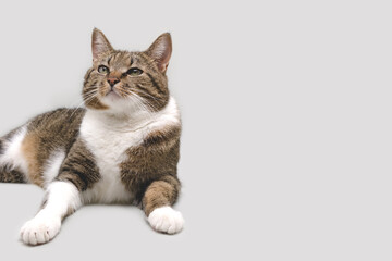 Shorthair domestic tabby cat lying on a gray background. Place for text. Selective focus.