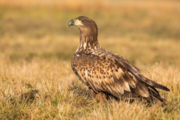 White-tailed eagle, haliaeetus albicilla, sitting on ground in autumn nature. Bird of prey resting on dry grassland in fall. Feathered predator observing on field form side.