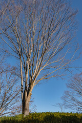 冬の木と青空