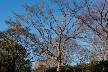 冬の木と青空