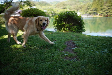 犬