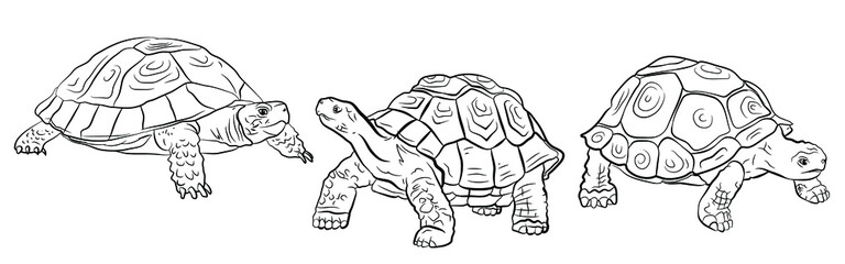 In the animal world. Image of a turtle. Black and white drawing, coloring. Vector image.