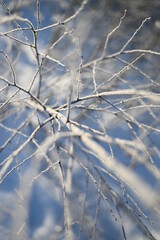 snow covered branches