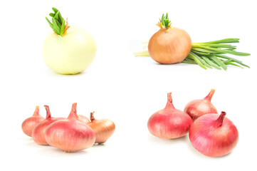 Collage of Fresh onion bulbs isolated on a white background with clipping path