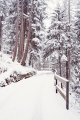 Snowy scene in the woods