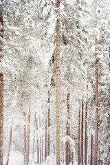 Snowy scene in the woods