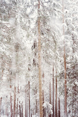 Snowy scene in the woods