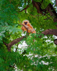 Gee's Golden langur, Guwahati, Assam, India.