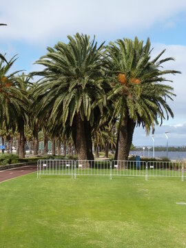 Northern shore of Swan River with palm trees, Perth, Western Australia, Australia