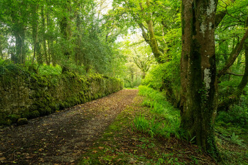 Fototapeta na wymiar Path in the mossy, green forest in Ireland.