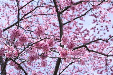 桜の集まり