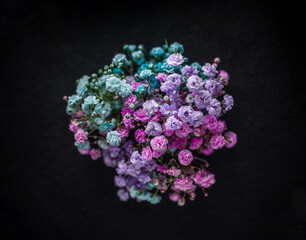 Delicate flower on a black background. On a dark background.