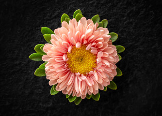 One flower on a black background. Photo from above.