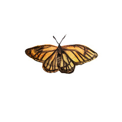 beautiful yellow butterfly,watercolor,isolated on a white
