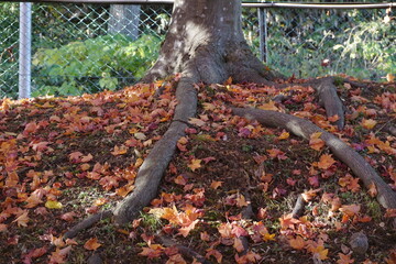 根っこと紅葉
