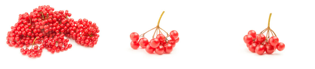 Group of red guelder rose berries close-up on white