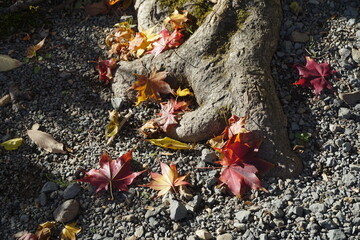 木の根と紅葉