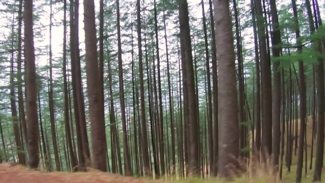 Pine Tree forest as seen from the moving vehicle at Manali in Himachal Pradesh, India. Camera moving parallel to the forest. 