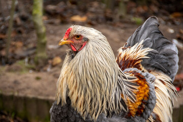 Beautifull colored Brahma rooster close up photo