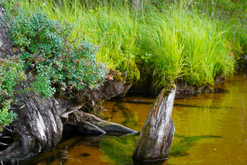 The shore of a forest lake with clear water and sand. Roots of trees and shrubs. Summer in the forest. High quality photo