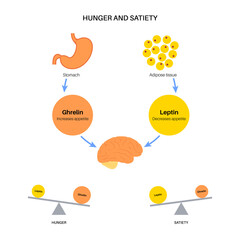 Hunger appetite hormones - obrazy, fototapety, plakaty