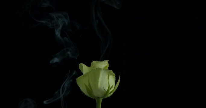 Warm emotions with a rose. A nice romantic emotions of a rose in the fume on the black background.