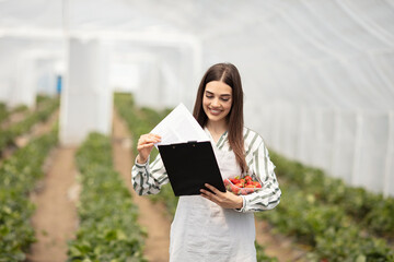 Fototapeta premium Strawberries quality control in progress