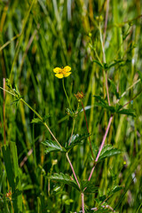 Potentilla erecta flower growing in meadow