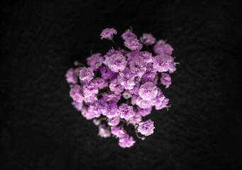 Top view of a flower on black background. Closeup.