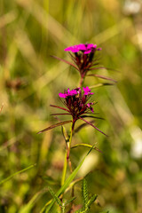 Dianthus barbatus flower growing in mountains