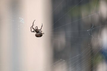 spider on web