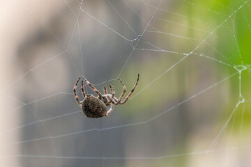 spider on web