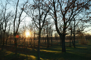 Obraz premium Beautiful view of autumn park at sunset